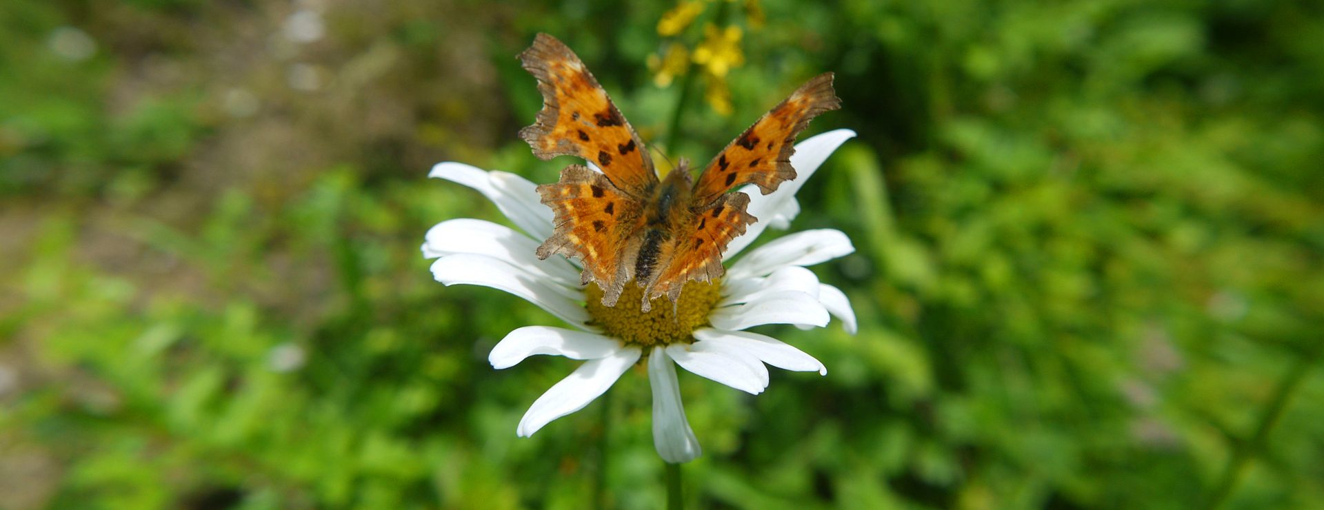 Geosphere Environmental - Ecology