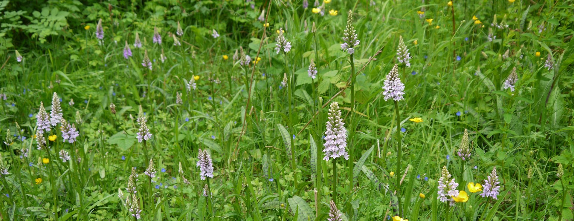 Geosphere Environmental - Ecology