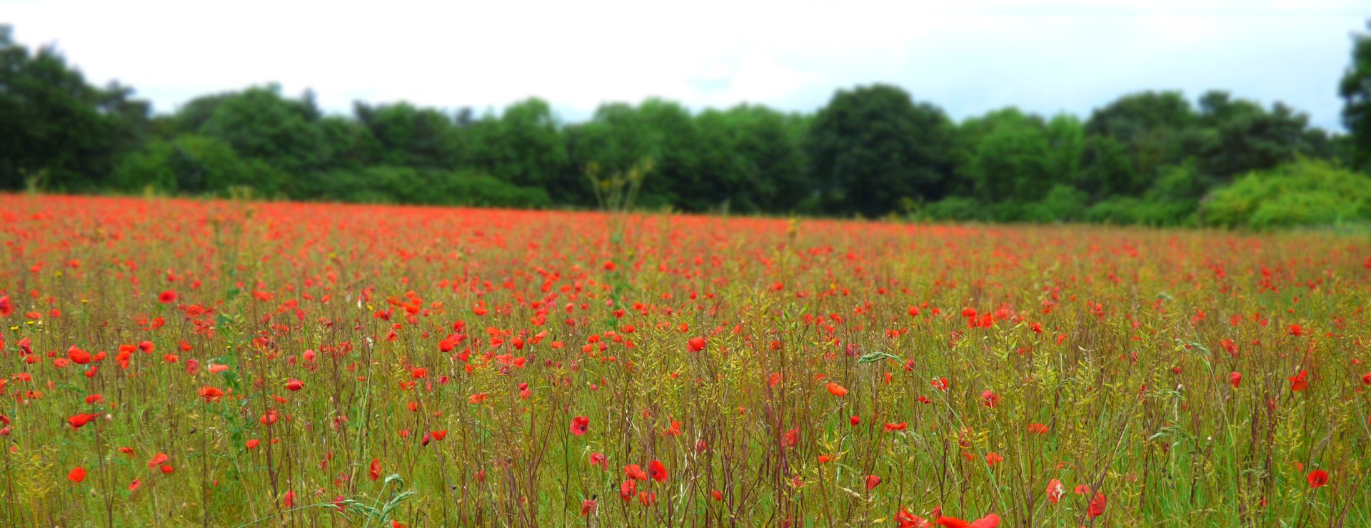 Geosphere Environmental - Ecology