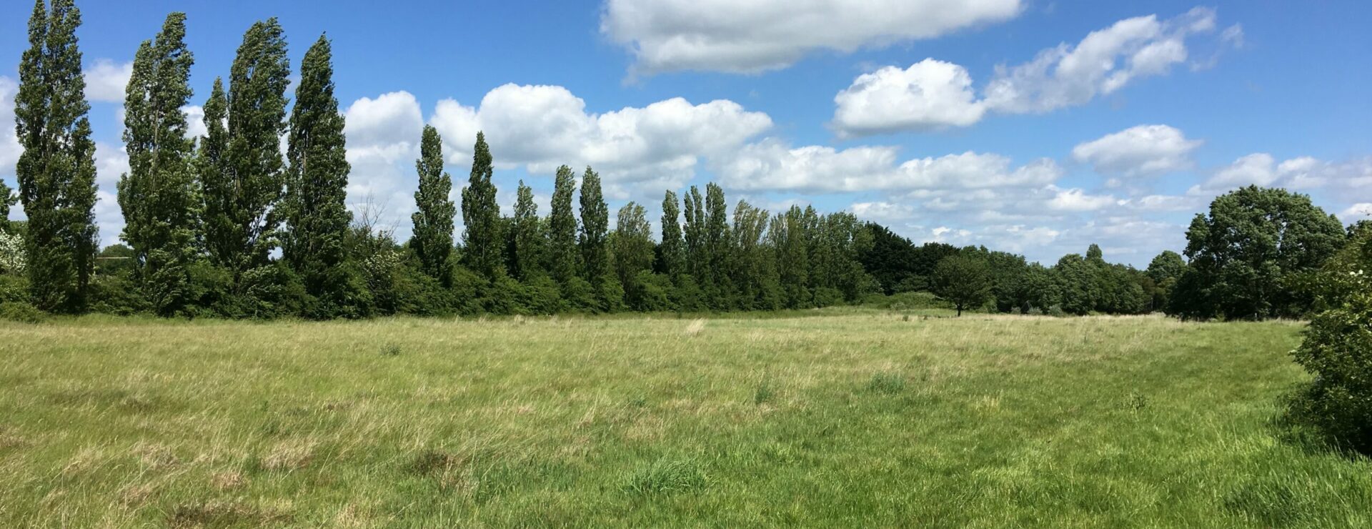 Geosphere Environmental - Tree Surveys